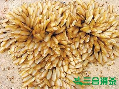 防治白蚁,白蚁防治方法 白蚁怎么治,白蚁防治方法