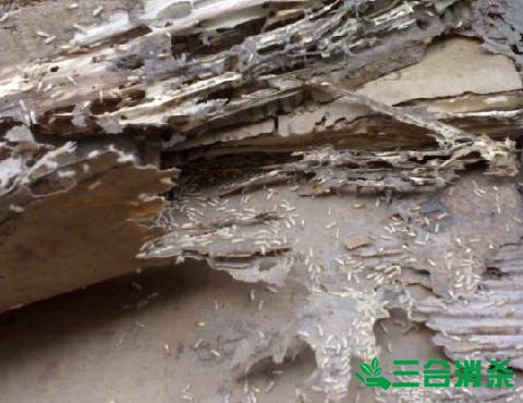 防治白蚁,白蚁防治方法 白蚁怎么治,白蚁防治方法