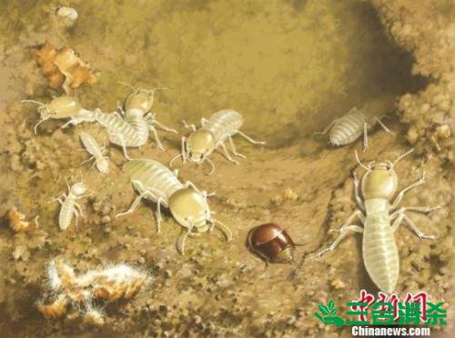 防治白蚁,白蚁防治方法 白蚁怎么治,白蚁防治方法