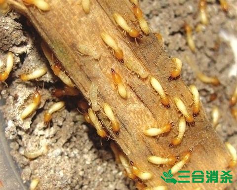 防治白蚁,白蚁防治方法 白蚁怎么治,怎么防治白蚁方法