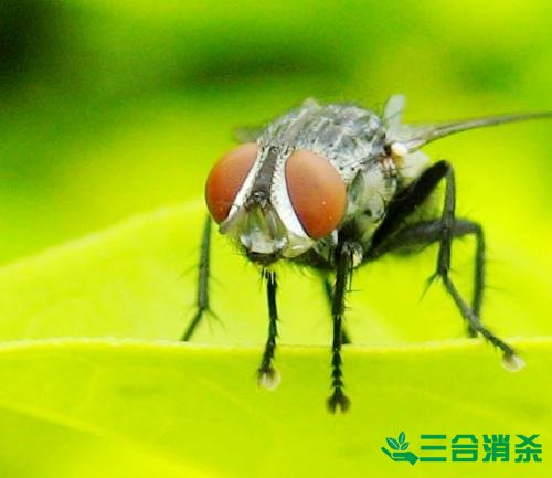 灭苍蝇方法,苍蝇防治 苍蝇防治方法,灭苍蝇公司