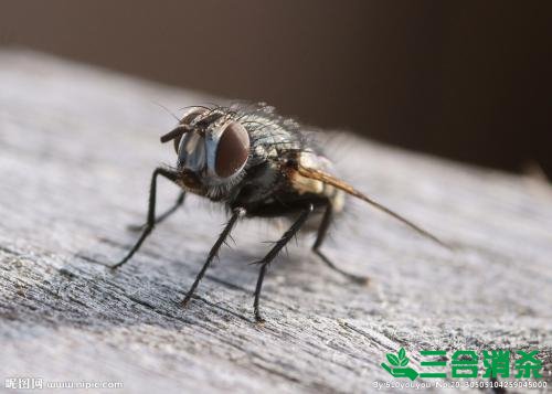 灭苍蝇方法,苍蝇防治 苍蝇防治方法,灭苍蝇公司