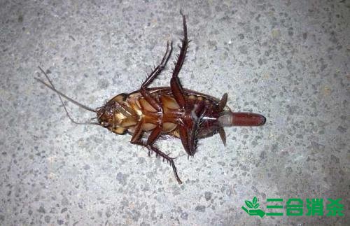 除蟑螂灭蟑螂的方法 如何消灭蟑螂,怎么样灭除蟑螂