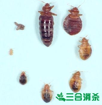 吸血臭虫怎么消灭,灭杀臭虫方法 怎么灭除臭虫,臭虫防治方法
