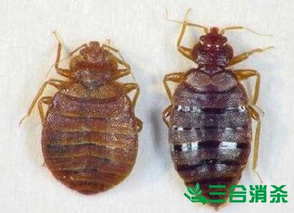 吸血臭虫怎么消灭,灭杀臭虫方法 怎么灭除臭虫,臭虫防治方法