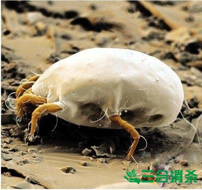 螨虫怎么去除,怎么除螨虫 螨虫怎么治,怎么除螨虫