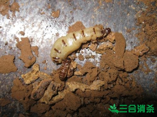 防治白蚁,白蚁防治方法 白蚁怎么治,怎么防治白蚁方法