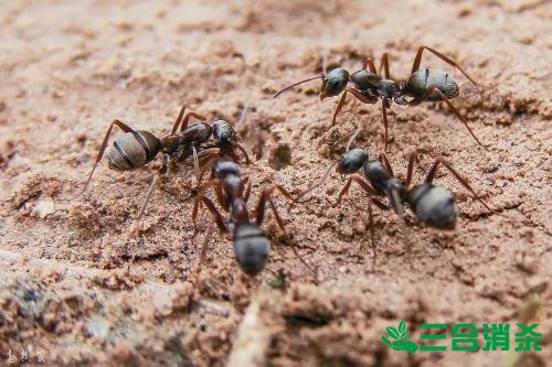 怎么灭蚂蚁,如何除蚂蚁