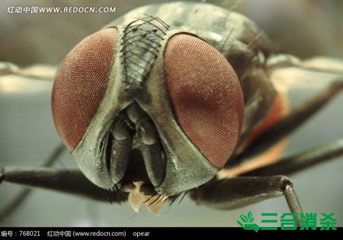 灭苍蝇方法,苍蝇防治 苍蝇防治方法,灭苍蝇公司