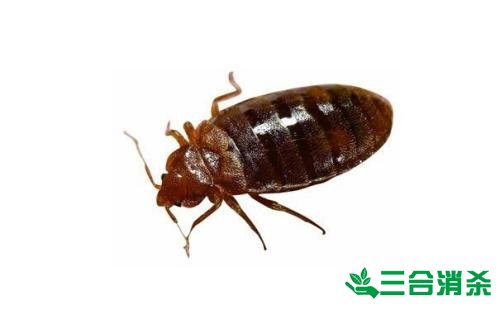吸血臭虫怎么消灭,灭杀臭虫方法 怎么灭除臭虫,臭虫防治方法
