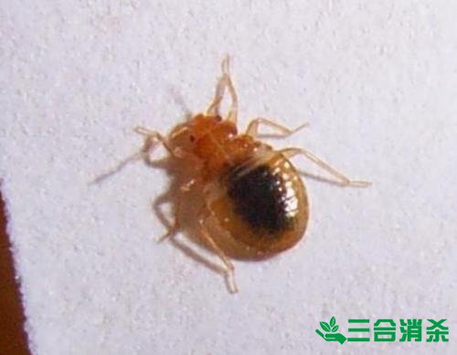 吸血臭虫怎么消灭,灭杀臭虫方法 怎么灭除臭虫,臭虫防治方法