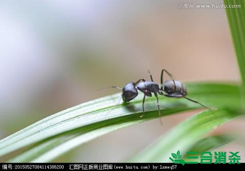 怎么灭蚂蚁,如何除蚂蚁