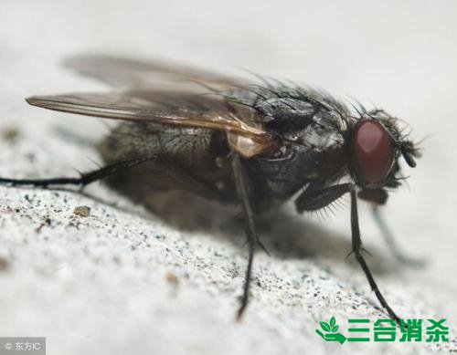 灭苍蝇方法,苍蝇防治 苍蝇防治方法,灭苍蝇公司