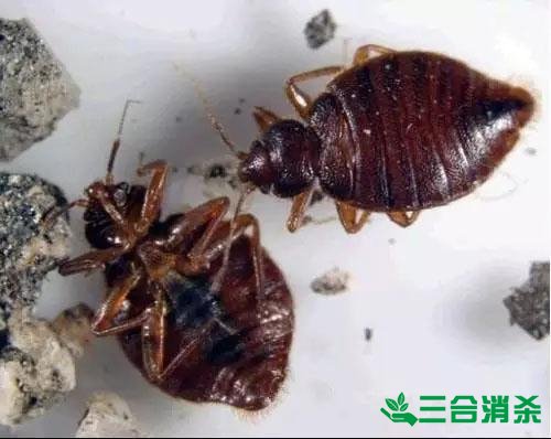 吸血臭虫怎么消灭,灭杀臭虫方法 怎么灭除臭虫,臭虫防治方法