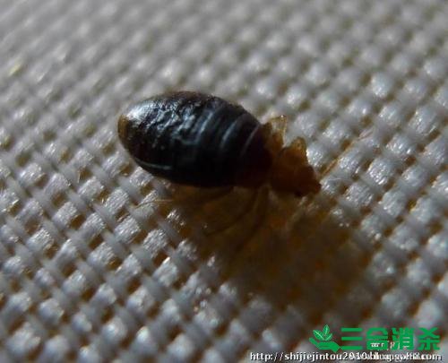 吸血臭虫怎么消灭,灭杀臭虫方法 怎么灭除臭虫,臭虫防治方法
