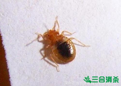 吸血臭虫怎么消灭,灭杀臭虫方法 怎么灭除臭虫,臭虫防治方法