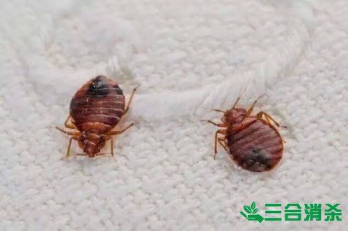 吸血臭虫怎么消灭,灭杀臭虫方法 怎么灭除臭虫,臭虫防治方法