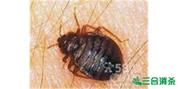 吸血臭虫怎么消灭,灭杀臭虫方法 怎么灭除臭虫,臭虫防治方法