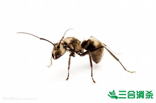 如何灭蚂蚁,灭蚂蚁方法 怎么灭蚂蚁,如何除蚂蚁