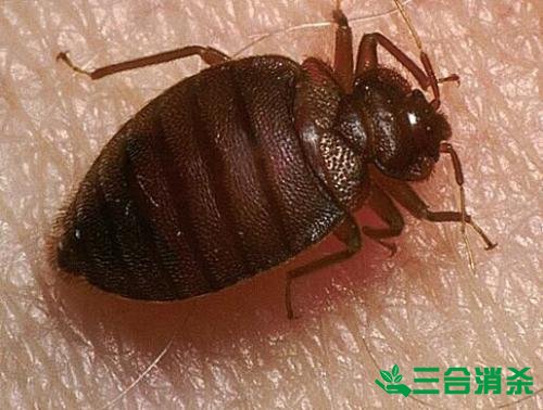 吸血臭虫怎么消灭,灭杀臭虫方法 怎么灭除臭虫,臭虫防治方法