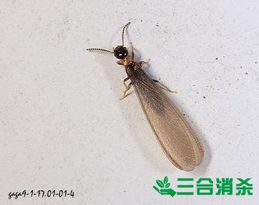 防治白蚁,白蚁防治方法 白蚁怎么治,白蚁防治方法