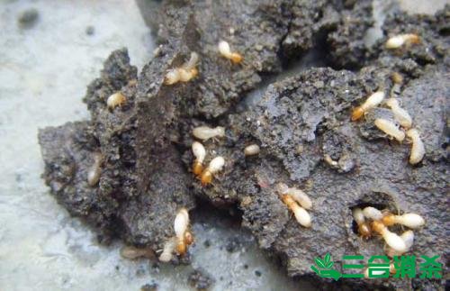 防治白蚁,白蚁防治方法 白蚁怎么治,白蚁防治方法
