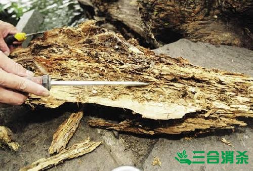 防治白蚁,白蚁防治方法 白蚁怎么治,白蚁防治方法