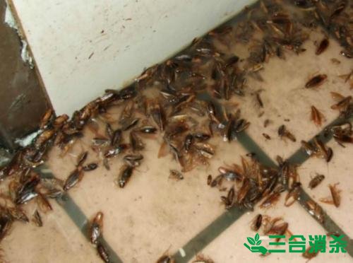 防治白蚁,白蚁防治方法 白蚁怎么治,白蚁防治方法