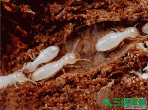 防治白蚁,白蚁防治方法 白蚁怎么治,白蚁防治方法