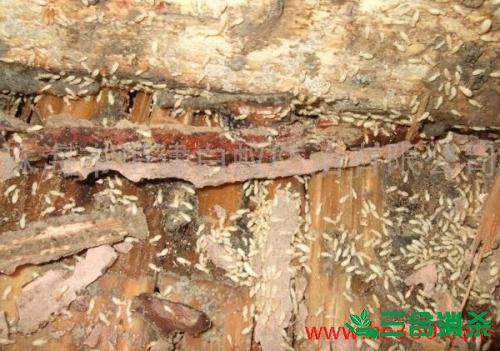 防治白蚁,白蚁防治方法 白蚁怎么治,白蚁防治方法
