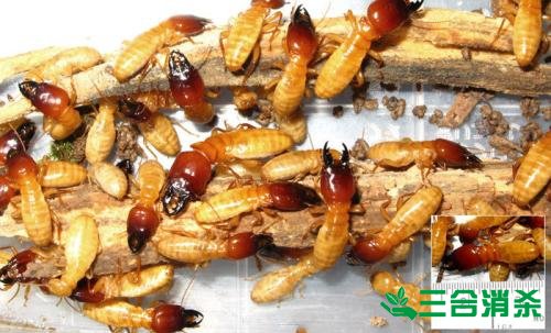 防治白蚁,白蚁防治方法 白蚁怎么治,白蚁防治方法