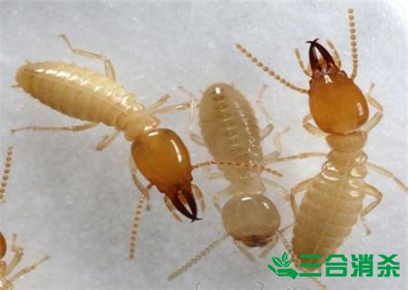 防治白蚁,白蚁防治方法 白蚁怎么治,白蚁防治方法