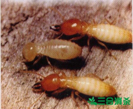 防治白蚁,白蚁防治方法 白蚁怎么治,白蚁防治方法
