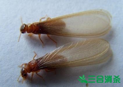 防治白蚁,白蚁防治方法 白蚁怎么治,白蚁防治方法