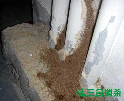 防治白蚁,白蚁防治方法 白蚁怎么治,白蚁防治方法