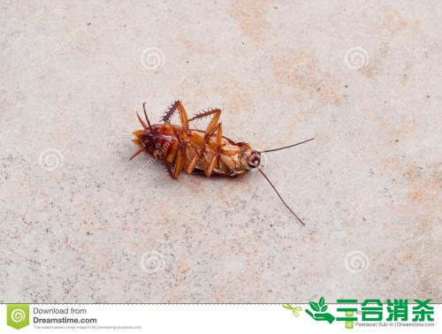 吸血臭虫怎么消灭,灭杀臭虫方法 怎么灭除臭虫,臭虫防治方法