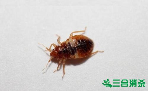 消杀公司,专业杀虫公司 专业除虫灭虫公司