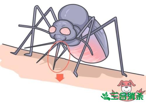 灭蚊公司,灭蚊子最有效的方法 灭蚊方法,灭蚊子方法