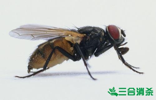 灭苍蝇方法,苍蝇防治 苍蝇防治方法,灭苍蝇公司