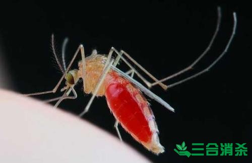 灭蚊公司,灭蚊子最有效的方法 灭蚊方法,灭蚊子方法