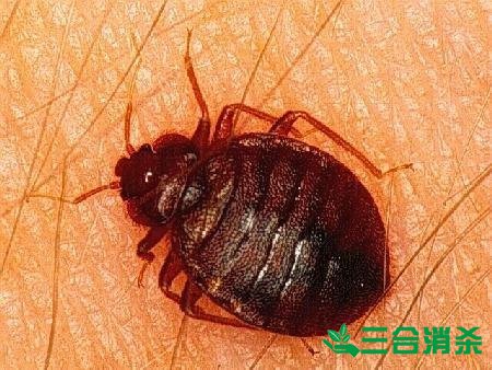 消杀公司,专业杀虫公司 专业除虫灭虫公司