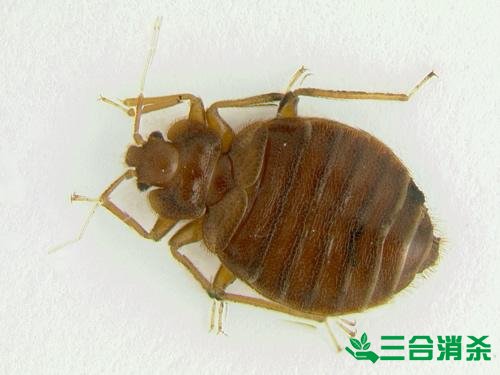 吸血臭虫怎么消灭,灭杀臭虫方法 怎么灭除臭虫,臭虫防治方法