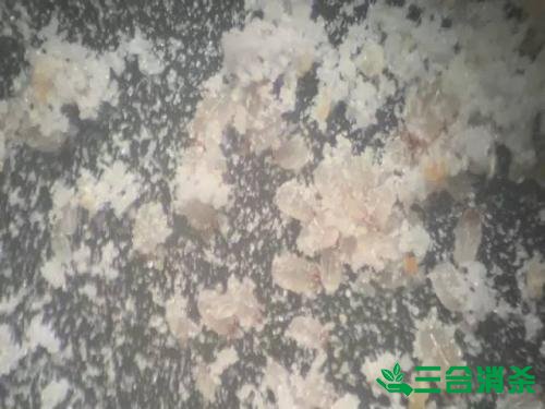螨虫怎么去除,怎么除螨虫 螨虫怎么治,怎么除螨虫