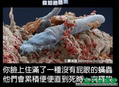 螨虫怎么去除,怎么除螨虫 螨虫怎么治,怎么除螨虫