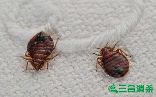 消杀公司,专业杀虫公司 专业除虫灭虫公司