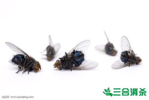 灭苍蝇方法,苍蝇防治 苍蝇防治方法,灭苍蝇公司
