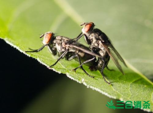 苍蝇防治方法,灭苍蝇公司