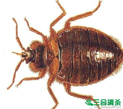 吸血臭虫怎么消灭,灭杀臭虫方法 怎么灭除臭虫,臭虫防治方法