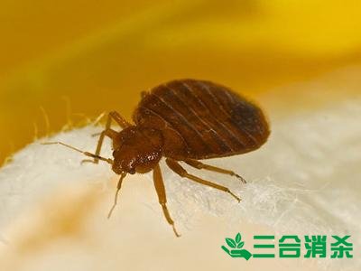 吸血臭虫怎么消灭,灭杀臭虫方法 怎么灭除臭虫,臭虫防治方法