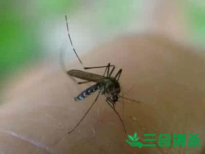 灭蚊公司,灭蚊子最有效的方法 灭蚊方法,灭蚊子方法